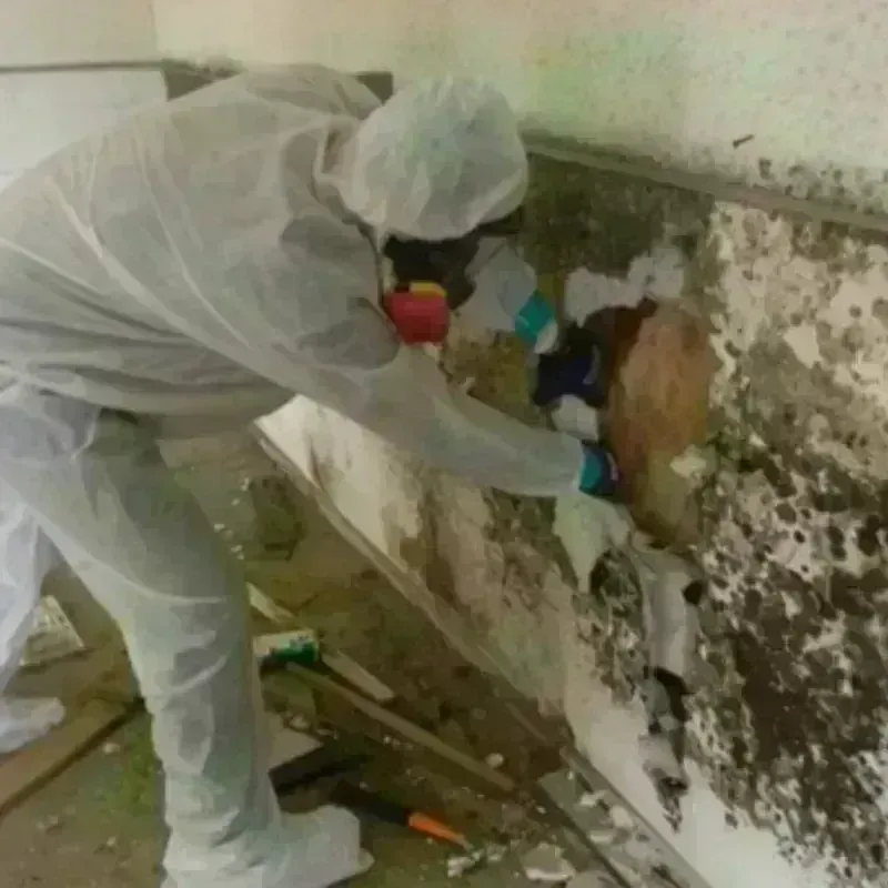 Mold Remediation and Removal in Henry County, KY